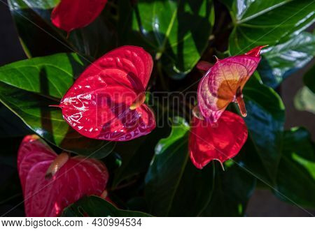 Anthurium Is A Red Heart-shaped Flower (tailflower, Flamingo Flower, Laceleaf) In Garden. Dark Green