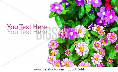 group of flowers