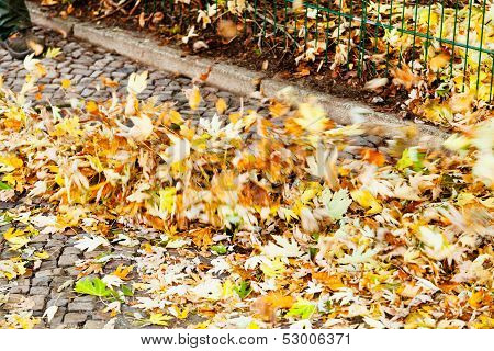 Clearing Of Urban Street From Autumn Leaves