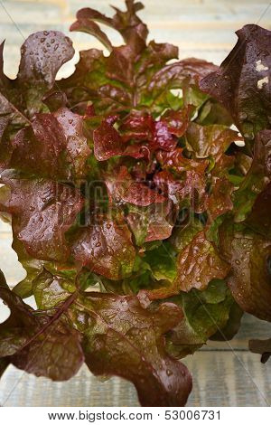 Oak Leaf Lettuce