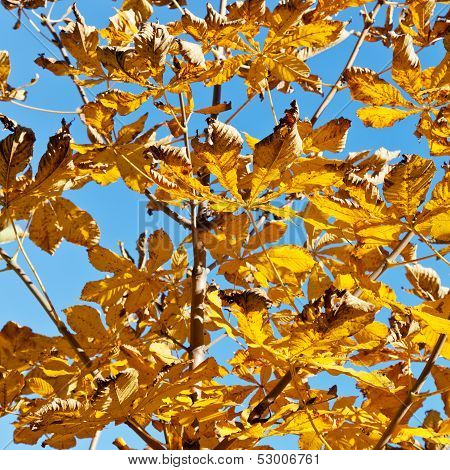 Branch Of Horse Chestnut Tree With Yellow Leaves