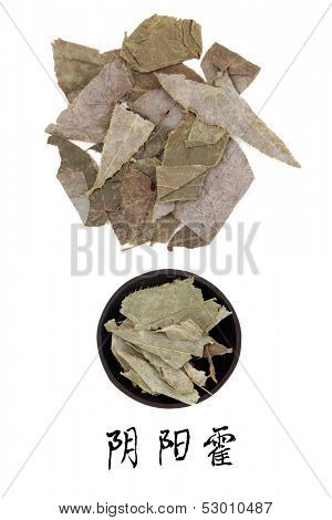 Epimedium used in traditional chinese herbal medicine with mandarin title script translation. Yin yang huo.