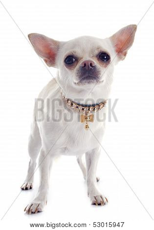 Chihuahua And Collar