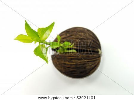 Cerbera Odollam  Or Suicide Tree Fruit Seed.
