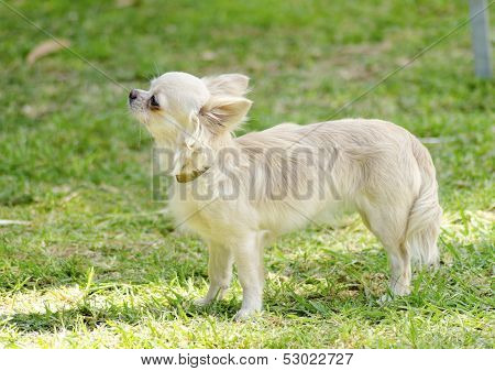 Chihuahua