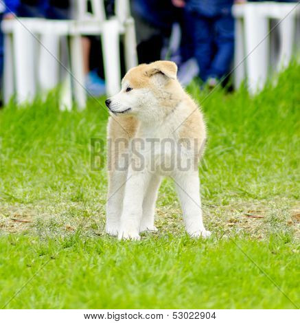 Akita Inu