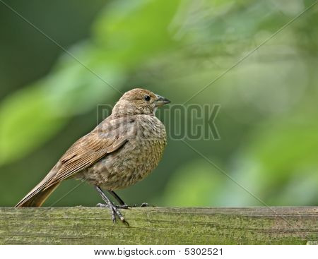 Femmina Molotro (molothrus Ater)