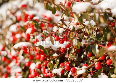 Winter Background With Red Gaultheria And Snow