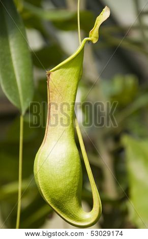 Nepenthes
