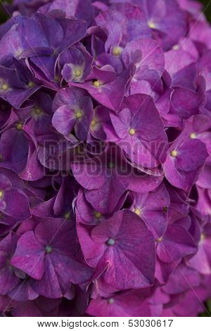 Hydrangea