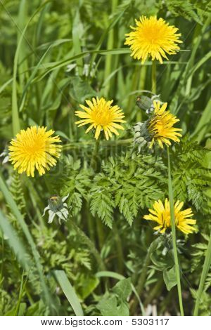 Paardebloemen onder groen gras