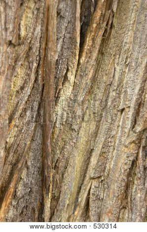 Tree Bark