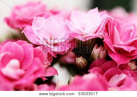 Kalanchoe Flower Blossoms