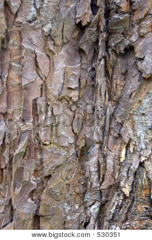 Tree Bark