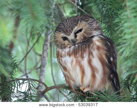 Northern Saw-whet Owl Napping