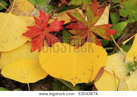 Close Up Of Colorful Leafs With Fall Color