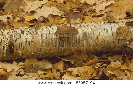 Birch tinder fungus (Piptoporus betulinus)