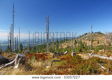 Forest Dieback