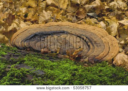 Mushroom tinder fungus (Ganoderma lipsiense)