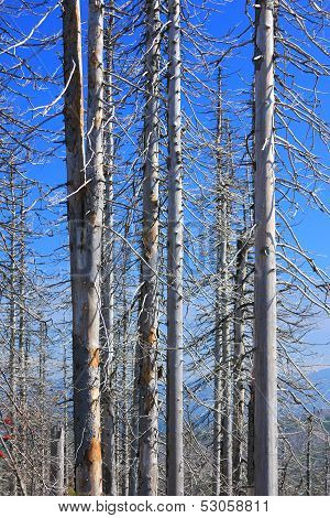Forest Dieback