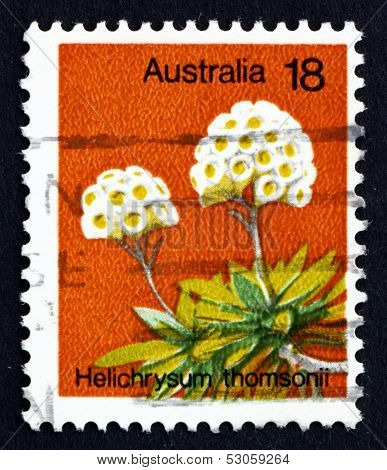 Postage Stamp Australia 1975 Helichrysum Thomsonii, Wild Flower