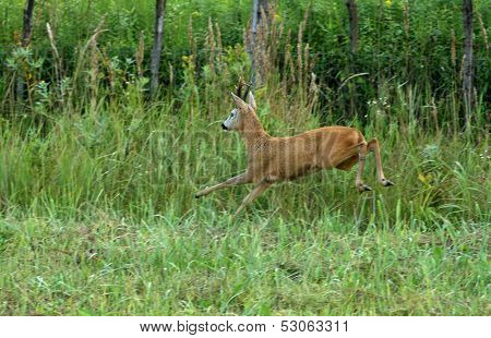 Roebuck