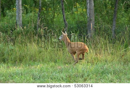 Roebuck