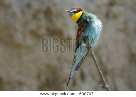 Merops apiaster
