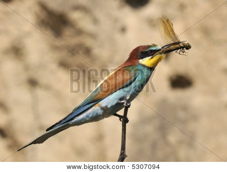 Merops Apiaster
