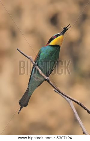 apiaster merops นั่งสาขา