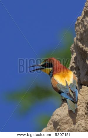 merops apiaster