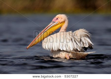 Pelican kelluva