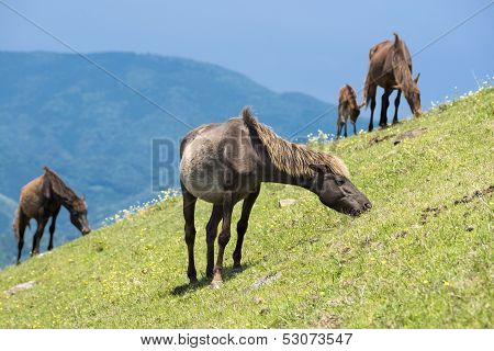 Horse grazing