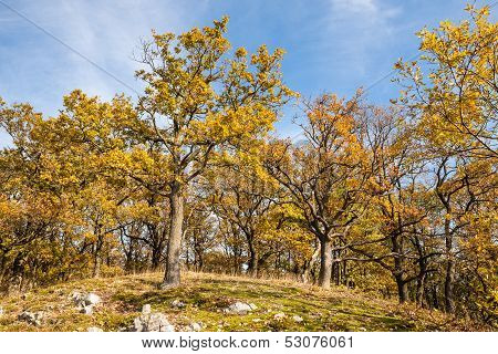 Autumn Oak Forest