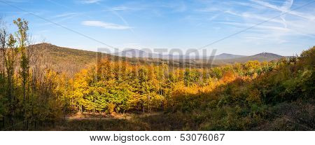 Panoramic View Of Colorfull Forest