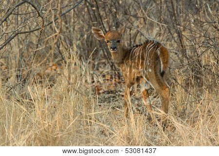 New born Nyala - Tragelaphus angasii