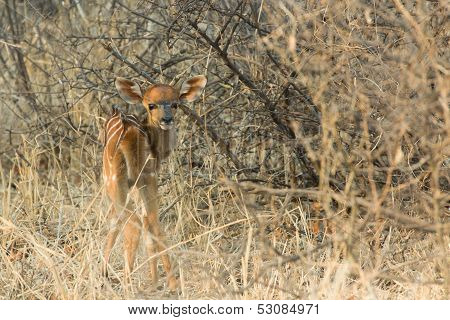 New born Nyala - Tragelaphus angasii