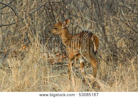 New born Nyala - Tragelaphus angasii