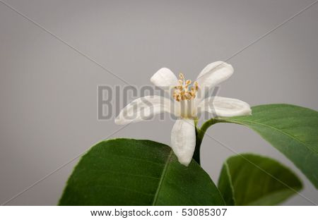 Indoor jasmin isolated flower on grey background