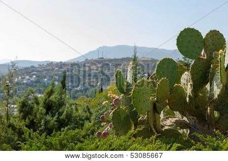 Crimean Coast. Cacti.