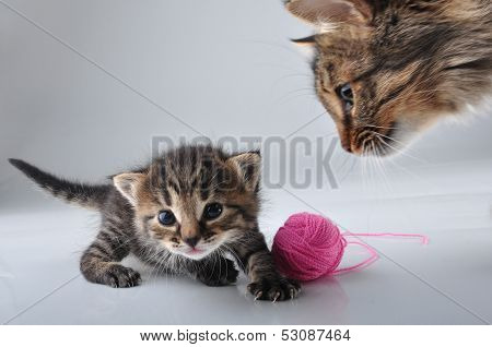Little Kitten Playing With A Woolball