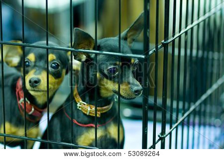 Prague Ratter Or Prazsky Krysarik