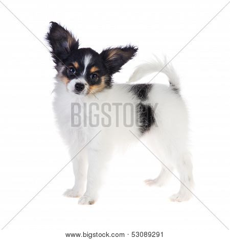 Papillon Puppy Standing