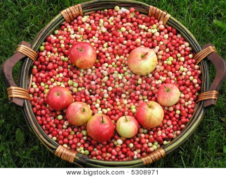 eine Menge von Äpfeln und Preiselbeeren im Korb