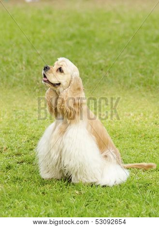 American Cocker Spaniel