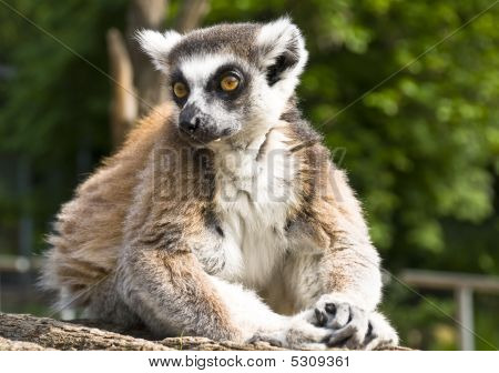 Lemur