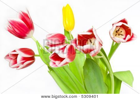 Belas tulipas