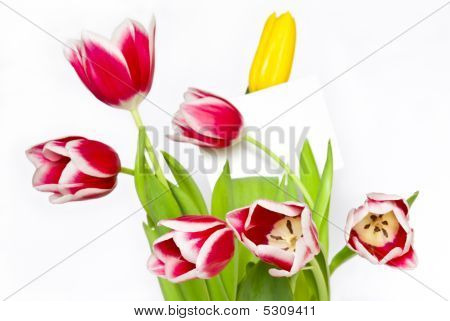 wunderschönen Tulpen