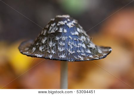 Magpie Inkcap - mushroom hat