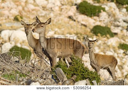 Young Red Deers